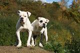 BOULEDOGUE AMERICAIN 339